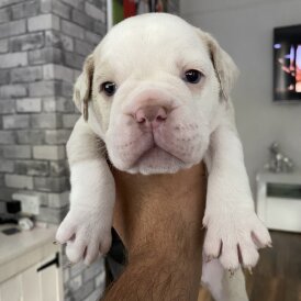 English Bulldog - Both
