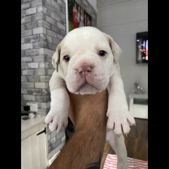 English Bulldog - Both