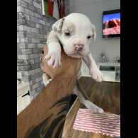 English Bulldog - Both