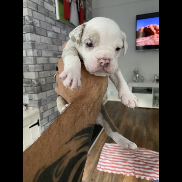English Bulldog - Both