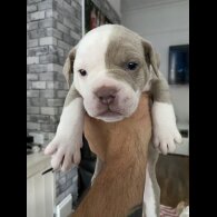 English Bulldog - Both