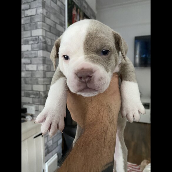 English Bulldog - Both