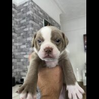 English Bulldog - Both