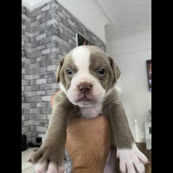 English Bulldog - Both