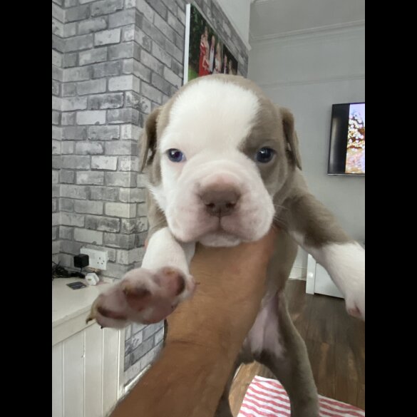 English Bulldog - Both