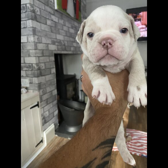 English Bulldog - Both