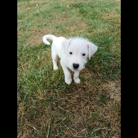 Parson Russell Terrier - Both