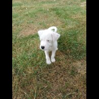 Parson Russell Terrier - Both