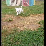 Parson Russell Terrier - Both