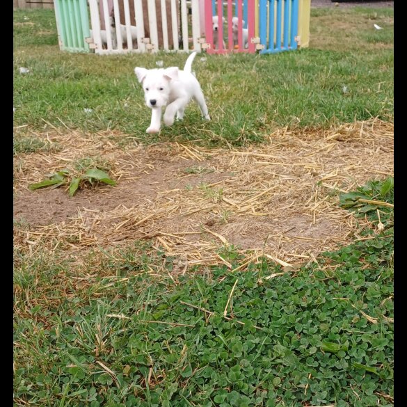 Parson Russell Terrier - Both
