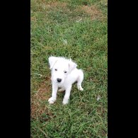 Parson Russell Terrier - Both