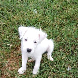 Parson Russell Terrier - Both