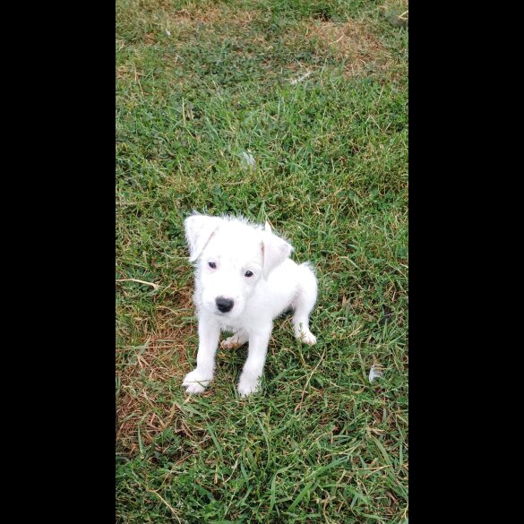 Parson Russell Terrier - Both