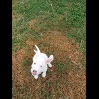 Parson Russell Terrier - Both