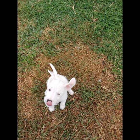 Parson Russell Terrier - Both
