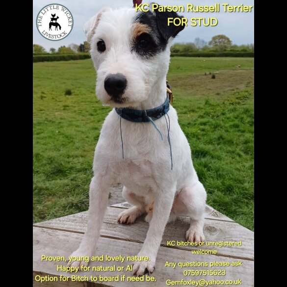 Parson Russell Terrier - Both
