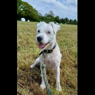 Parson Russell Terrier - Both