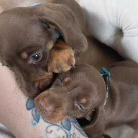 Dachshund (Standard &amp; Miniature) - Both