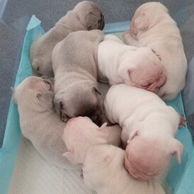 French Bulldog - Both
