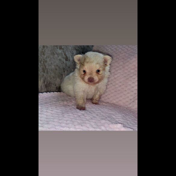 Pomeranian - Bitches