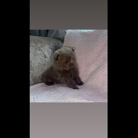 Pomeranian - Bitches
