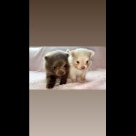 Pomeranian - Bitches