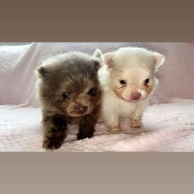 Pomeranian - Bitches