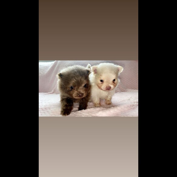 Pomeranian - Bitches