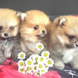 Pomeranian - Both