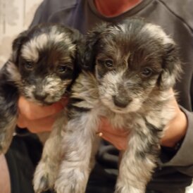 Pomapoo - Both