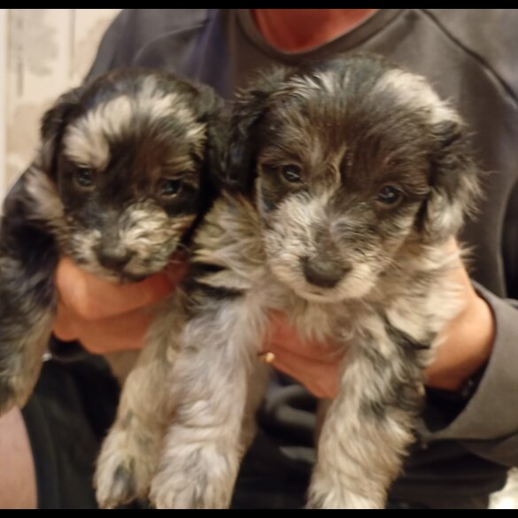 Pomapoo - Both