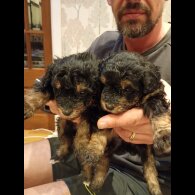 Pomapoo - Both