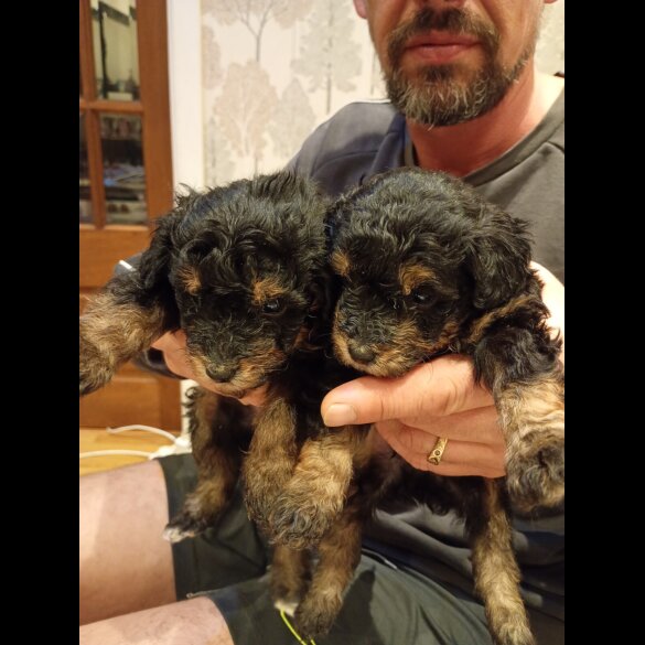 Pomapoo - Both