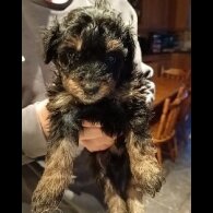 Pomapoo - Both
