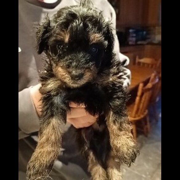 Pomapoo - Both