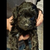 Pomapoo - Both