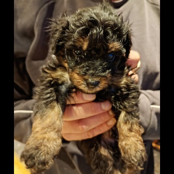 Pomapoo - Both