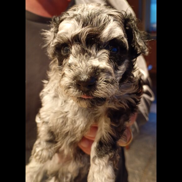 Pomapoo - Both