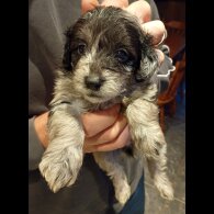 Pomapoo - Both