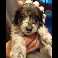 Pomapoo - Both