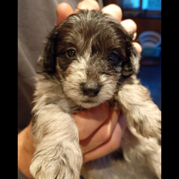 Pomapoo - Both
