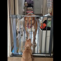 Mixed Breed - Bitches