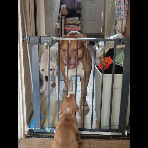 Mixed Breed - Bitches