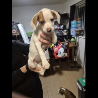 Mixed Breed - Bitches