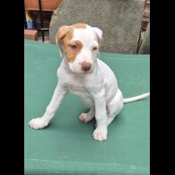 Mixed Breed - Bitches
