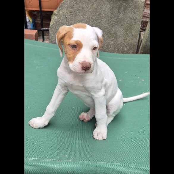 Mixed Breed - Bitches