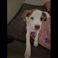 Mixed Breed - Bitches