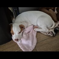 Mixed Breed - Bitches