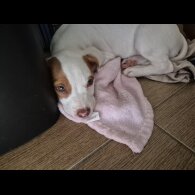 Mixed Breed - Bitches