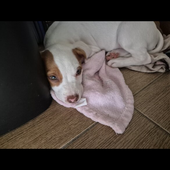 Mixed Breed - Bitches